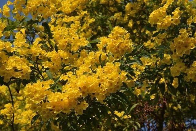 DSC_6365.JPG - 木本植物黃花