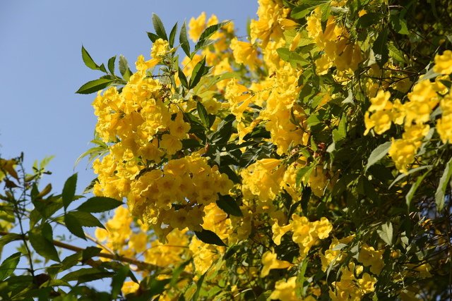 DSC_6372.JPG - 木本植物黃花
