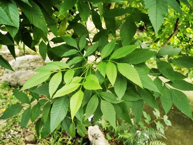 IMG_20191107_124115.jpg - 木本植物