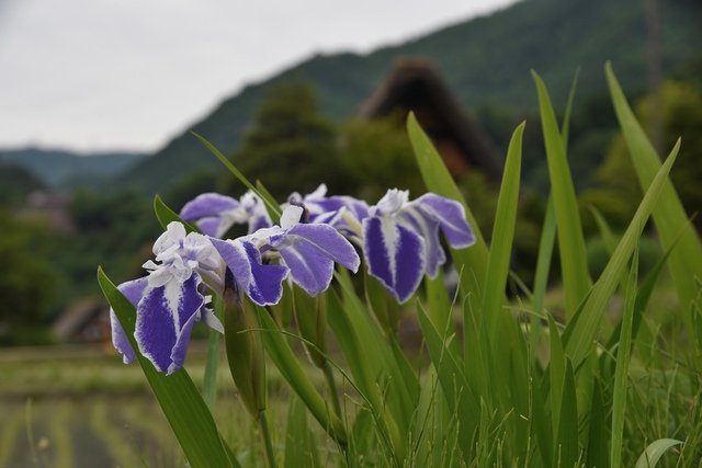 DSC_5094.JPG - 2019日本立山