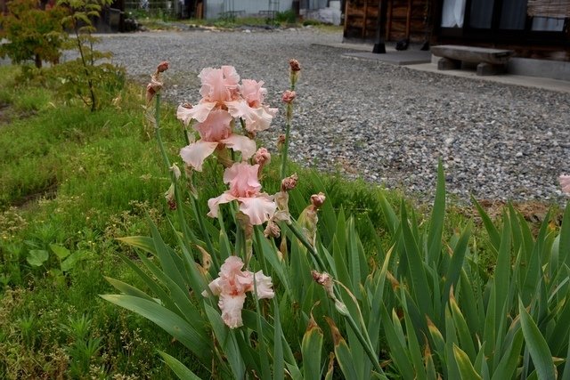 DSC_5131.JPG - 2019日本立山