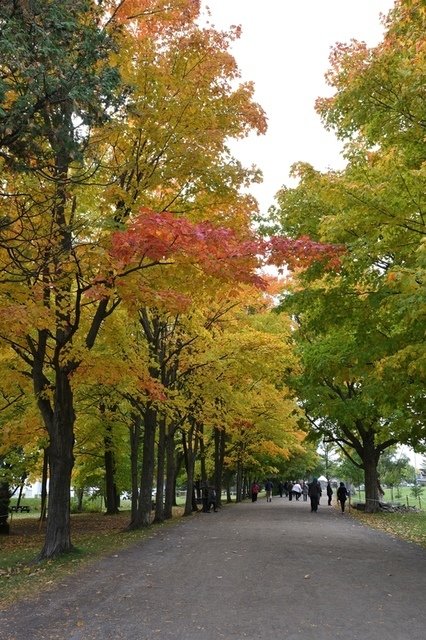 DSC_2630.JPG - 2018加東楓紅及尼加拉瀑布