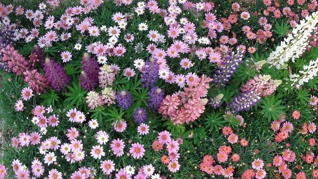 DSC09561.JPG - 日本足利公園紫藤及富士芝櫻