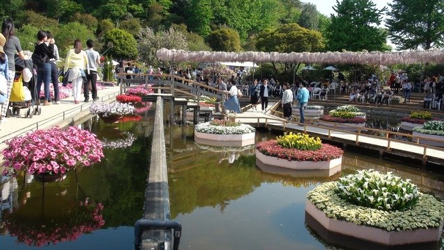 DSC09569.JPG - 日本足利公園紫藤及富士芝櫻