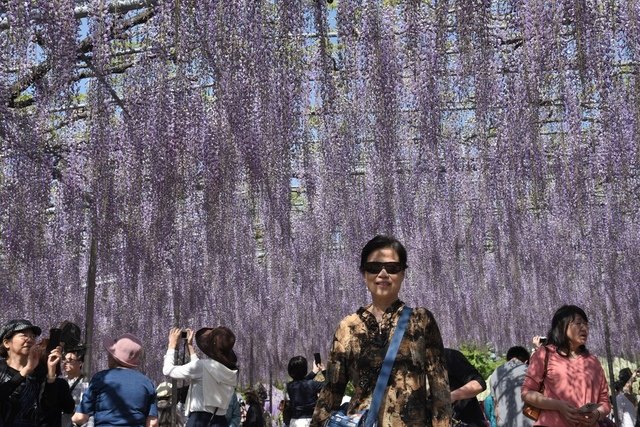 DSC_0757.JPG - 日本足利公園紫藤及富士芝櫻