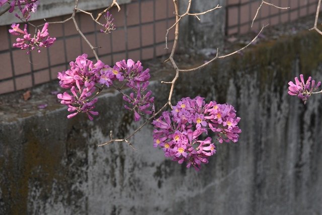 DSC_9032.JPG - 106嘉義旅遊