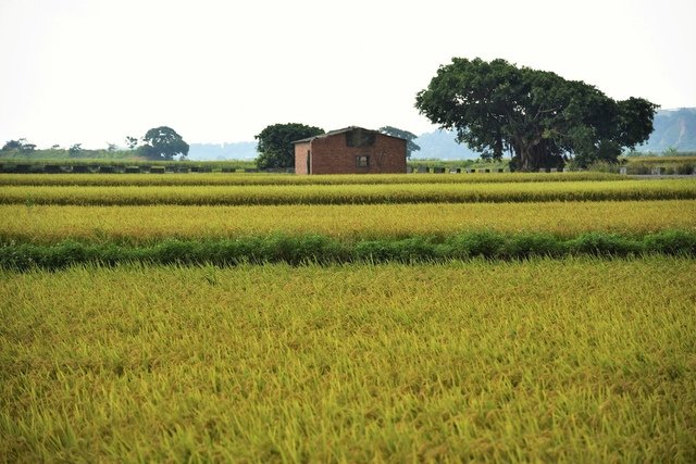 DSC_2825.JPG - 台中旅遊