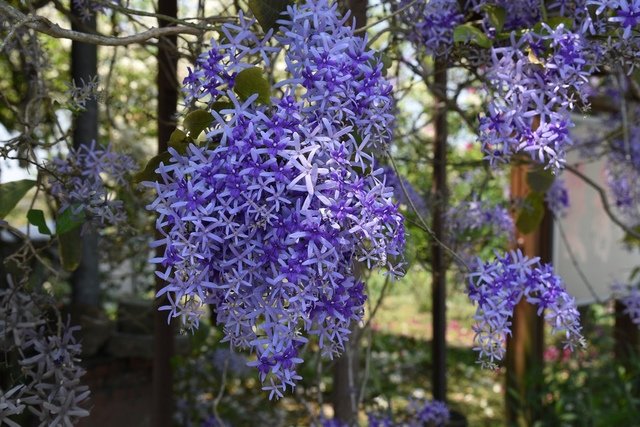 DSC_0033.JPG - 攀緣植物