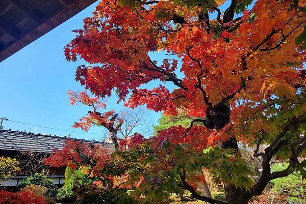 日本北陸7日遊5，高山陣屋及高山老街