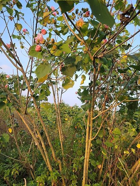 山芙蓉，三醉芙蓉