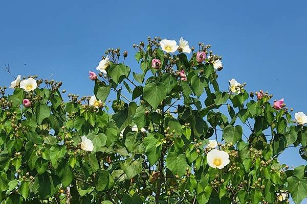 山芙蓉，三醉芙蓉