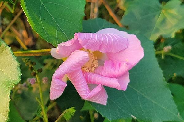 山芙蓉，三醉芙蓉