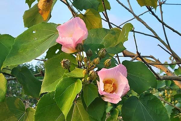 山芙蓉，三醉芙蓉