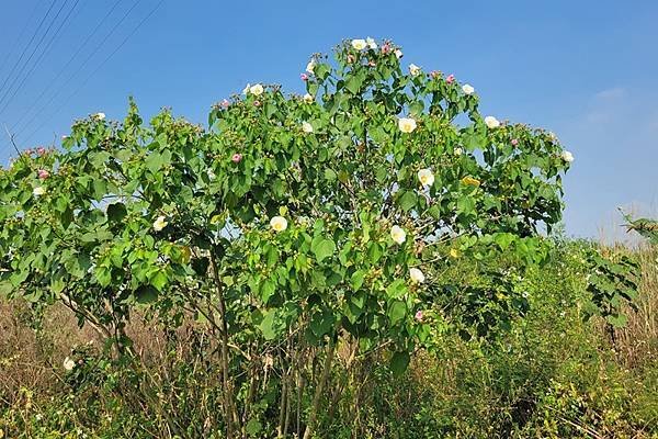 山芙蓉，三醉芙蓉