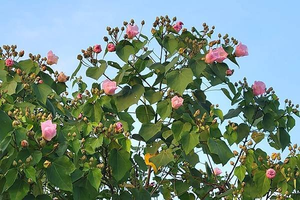 山芙蓉，三醉芙蓉