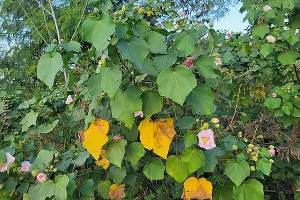 山芙蓉，三醉芙蓉