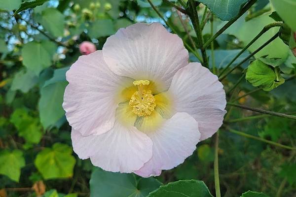 山芙蓉，三醉芙蓉