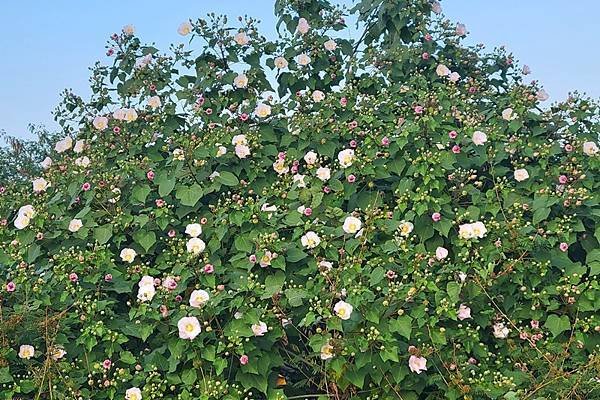 山芙蓉，三醉芙蓉