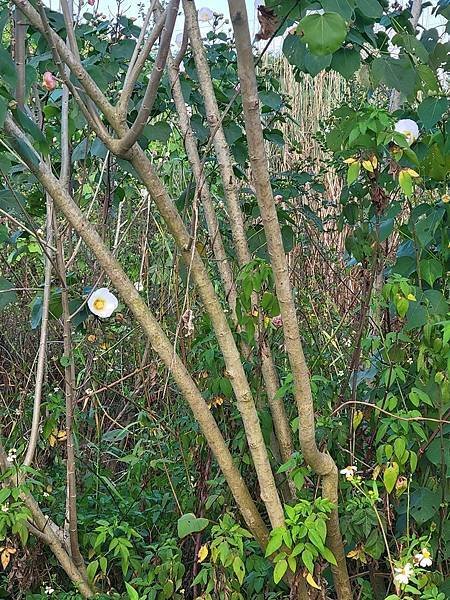 山芙蓉，三醉芙蓉