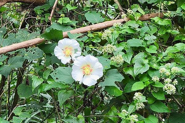 山芙蓉，三醉芙蓉