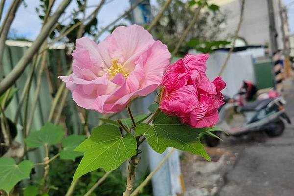 山芙蓉，三醉芙蓉