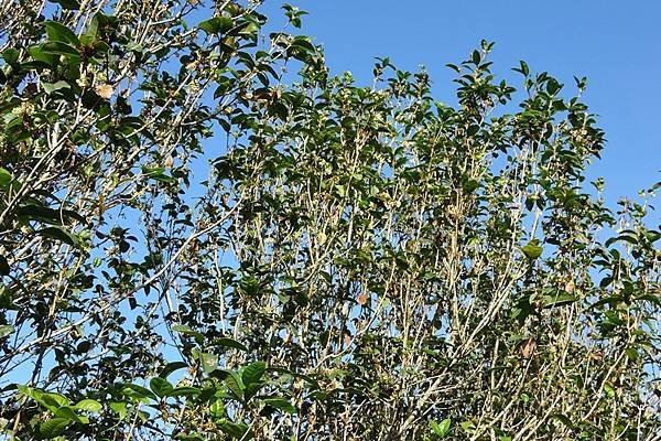 嘉義中埔半日遊，愛在山林農場、中埔百年古隧道