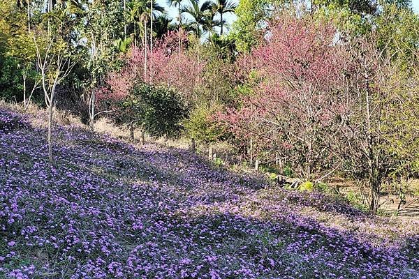 嘉義中埔半日遊，愛在山林農場、中埔百年古隧道