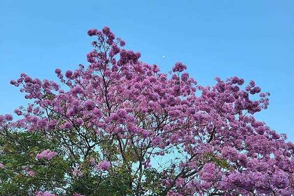 嘉義中埔半日遊，愛在山林農場、中埔百年古隧道