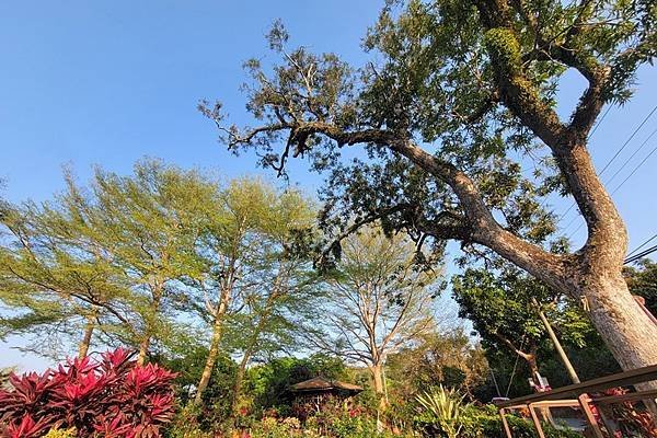 南化半日遊2，百年芒果夫妻樹園區