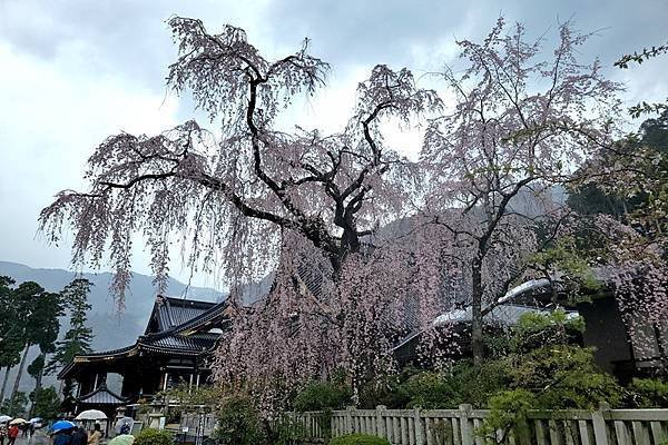 2024日本東京賞櫻6，身延山久遠寺