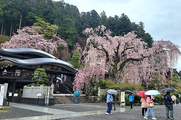 2024日本東京賞櫻7，身延山久遠寺