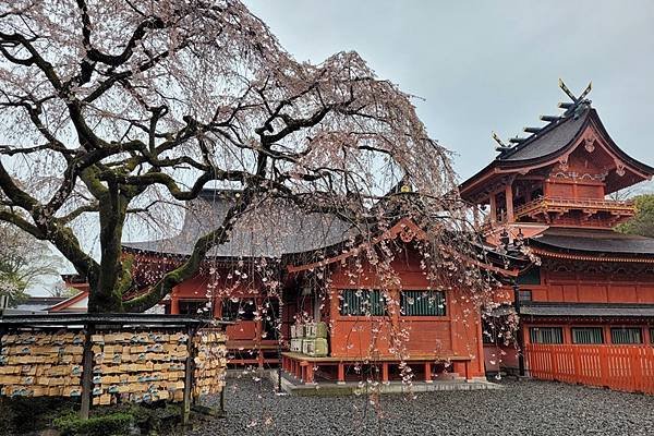 2024日本東京賞櫻8，富士山本宮淺間大社