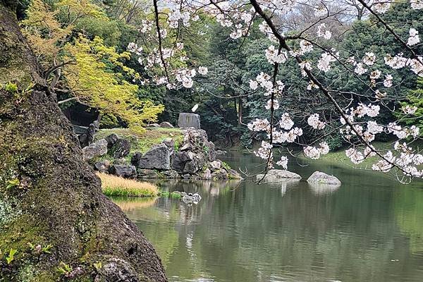 2024日本東京賞櫻12，小石川後樂園