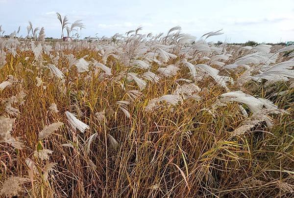 山東賞楓八日遊4，黃河入海口生態園區