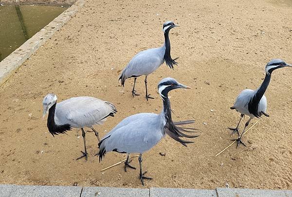 山東賞楓八日遊4，黃河入海口生態園區