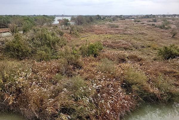 山東賞楓八日遊4，黃河入海口生態園區