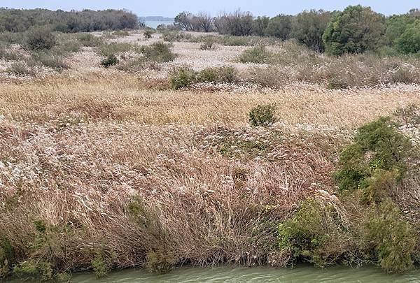 山東賞楓八日遊4，黃河入海口生態園區