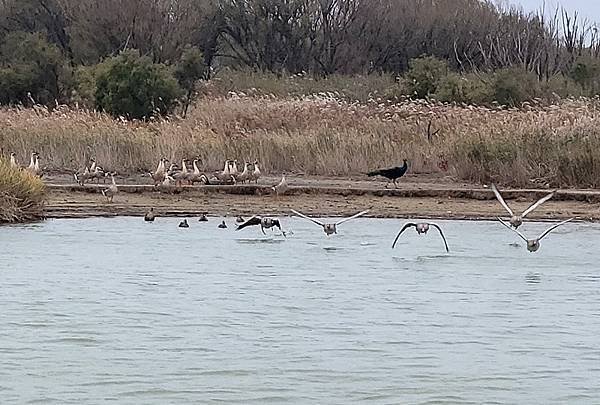 山東賞楓八日遊4，黃河入海口生態園區