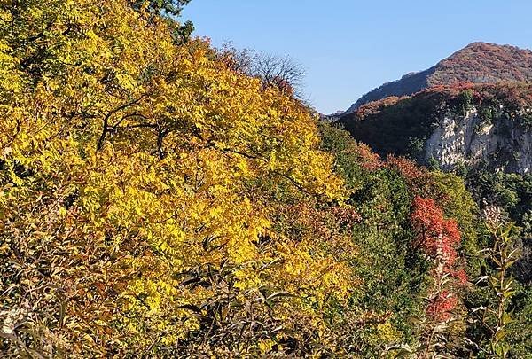山東賞楓八日遊7，淄博紅葉柿岩景區