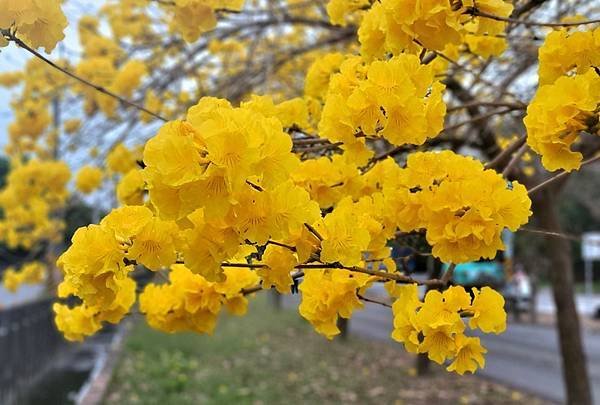 新營建業路的黃花風鈴木