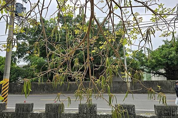 新營建業路的黃花風鈴木