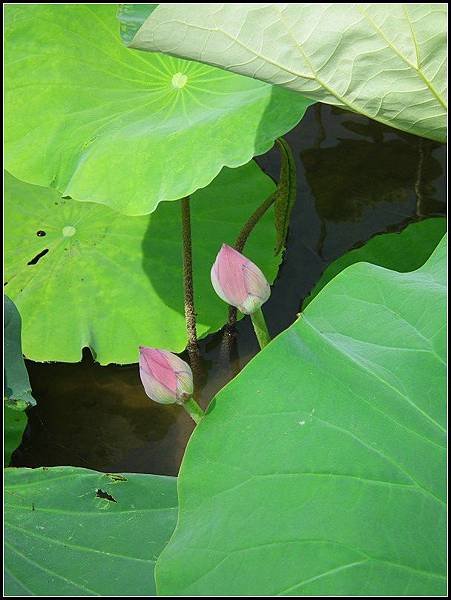 20130726白沙岬燈塔二傻遊33.jpg