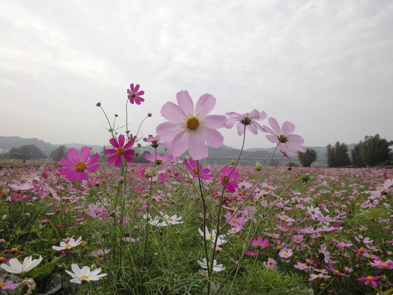 山林路花田