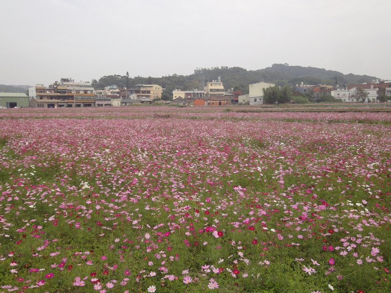 山外路花田