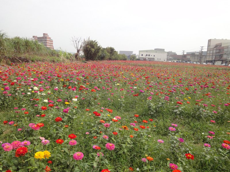 萬壽菊花田