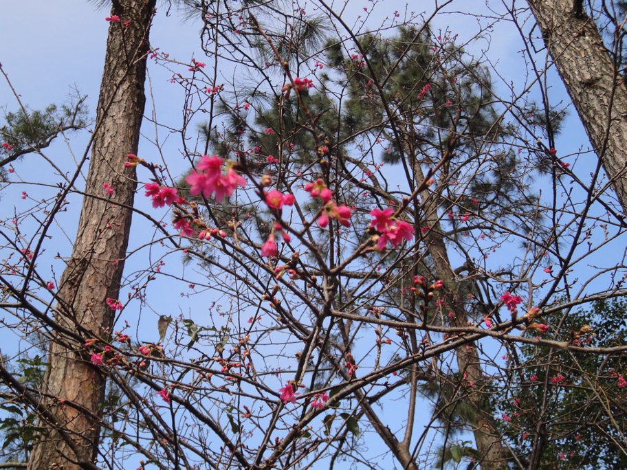 山櫻花