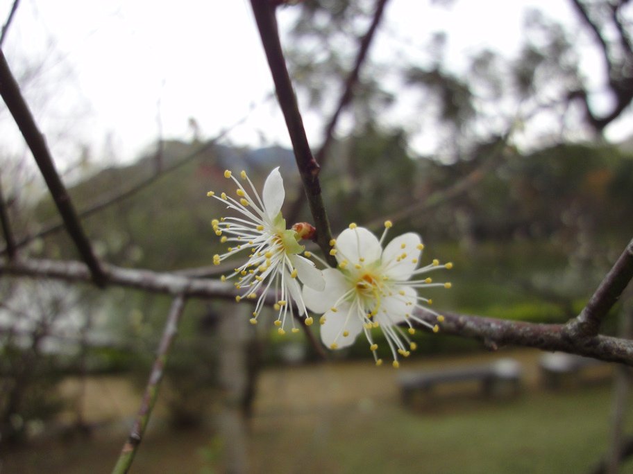 梅花