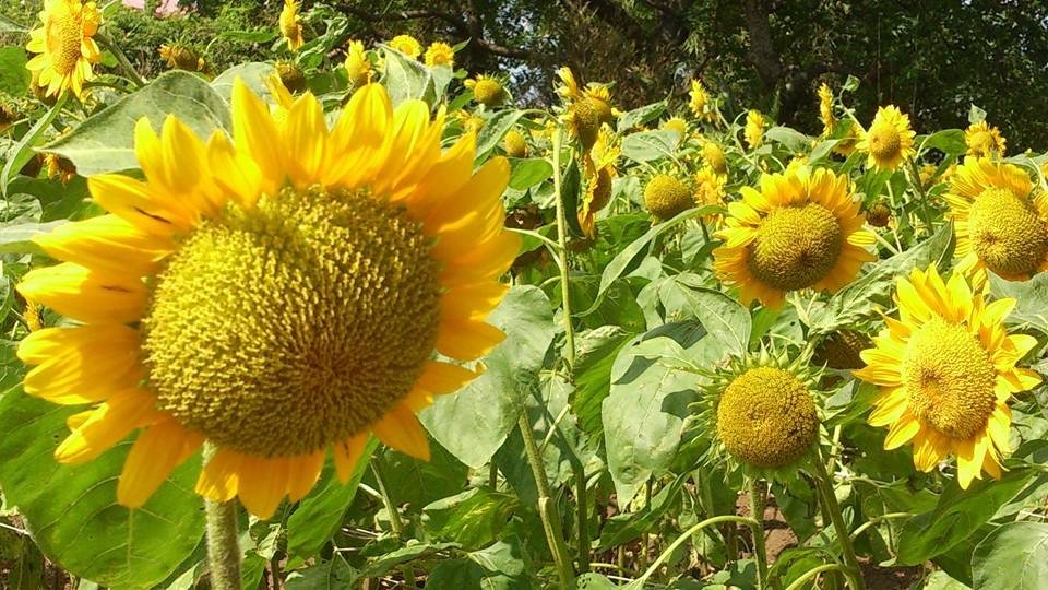 大屯花卉農場