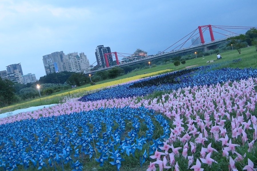 板橋蝴蝶公園風車花海