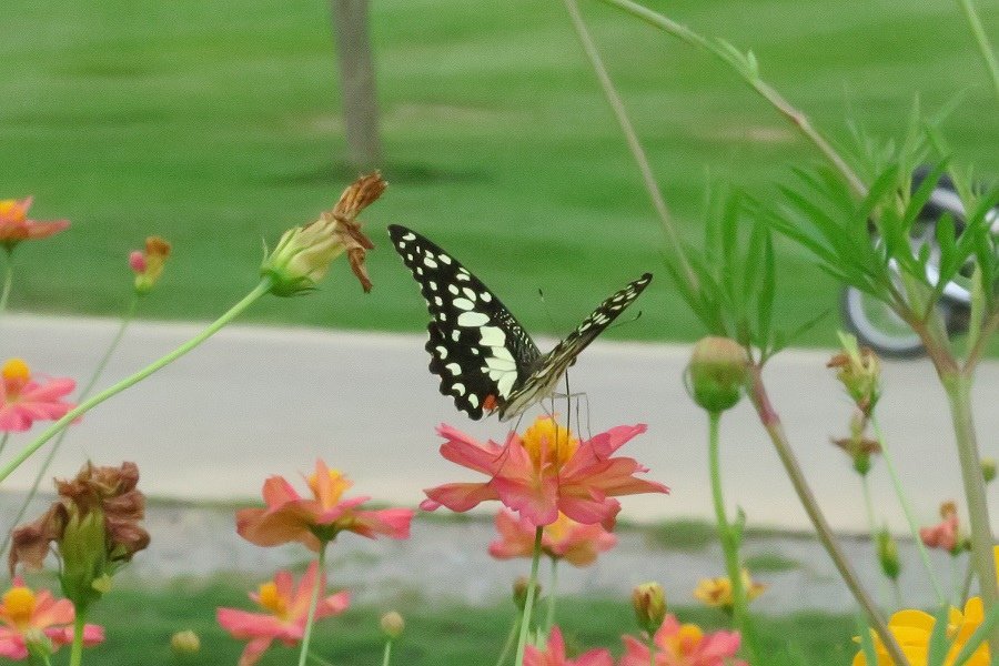 สิงห์ปาร์ค Singha Park辛哈公園